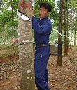 Công ty TNHH một thành viên Cao su Chư Prông: Nâng cao chất lượng sản phẩm để phát triển bền vững